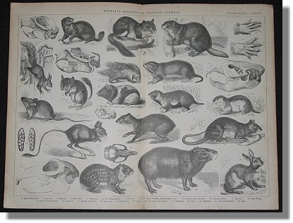 Zeichnung von einem Chinchilla