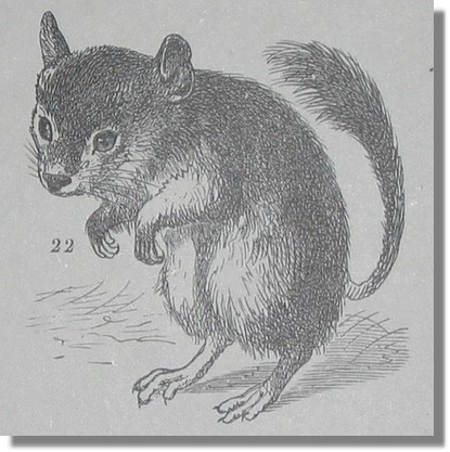 Chinchilla Buch Skizze