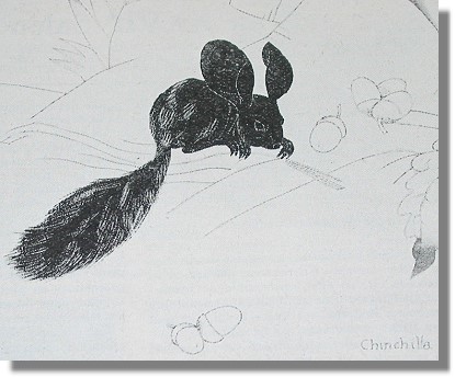 Sehr alte Chinchilla Zeichnung