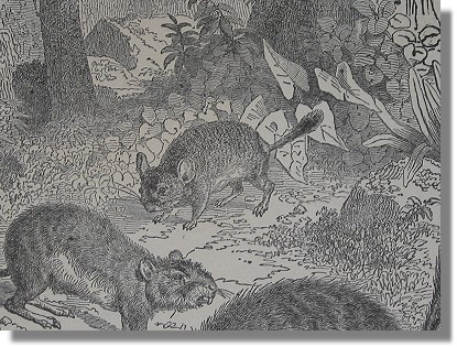 Alte Chinchilla Zeichnung