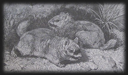 Chinchilla