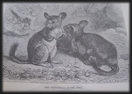 The Chinchilla