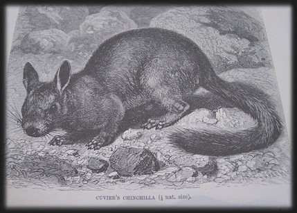 Cuvier's Chinchilla