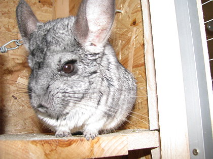 Chinchilla über 10 Jahre Chinchilla über 10 Jahre alt