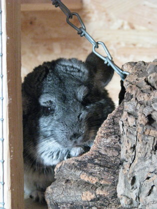 Senioren Chinchilla