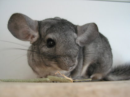 Altes Chinchilla Weibchen Über 18 Jahre altes Chinchilla Weibchen