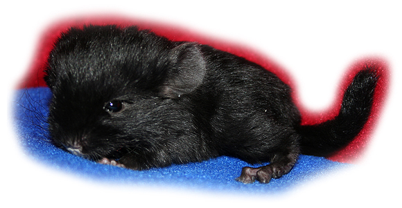 Der Chinchilla Steckbrief - Daten und Fakten vom Chinchilla Chinchilla Steckbrief