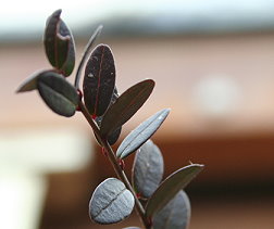 Cranberrie Blätter