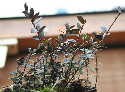 Cranberrie Strauch