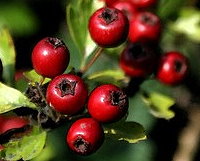 Cranberries