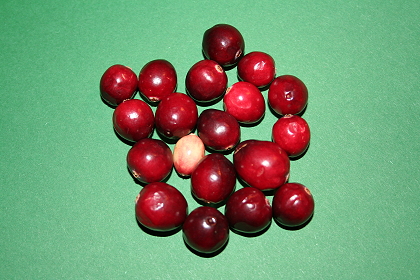 Frische Crannberies