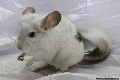 Ebonyschecke evtl ST Bock, Napoleon