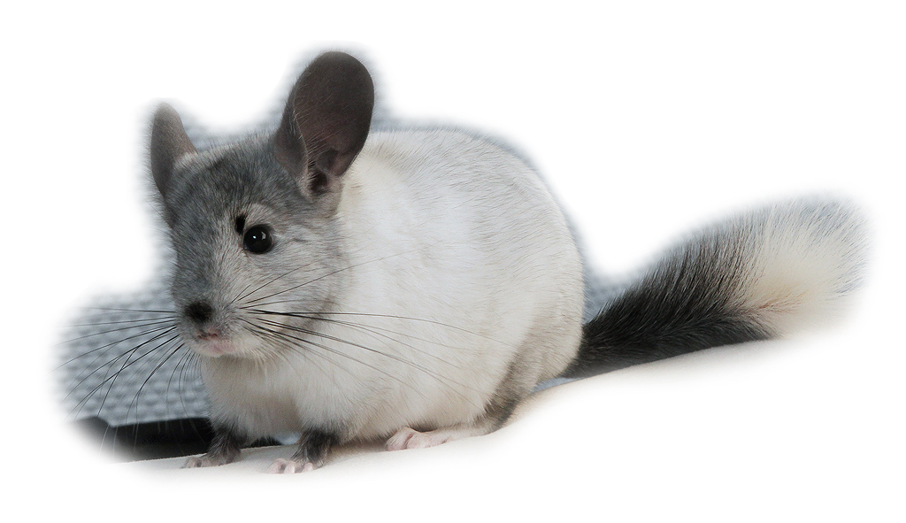 Chinchillas for sale