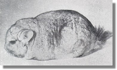 Chinchilla brevicaudata