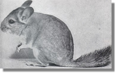 Costina Chinchilla Typ