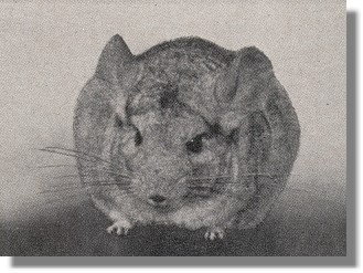 La Plata Chinchilla Typ