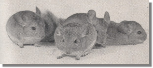 Raton Chinchilla Typ