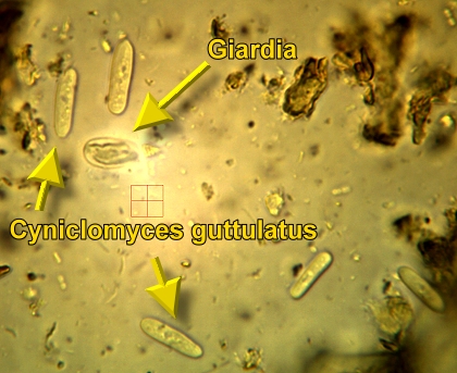 Cyniclomyces guttulatus ( old name: Saccharomyces Guttulatus )