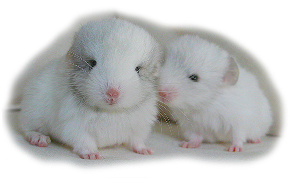 Chinchilla babies pictures